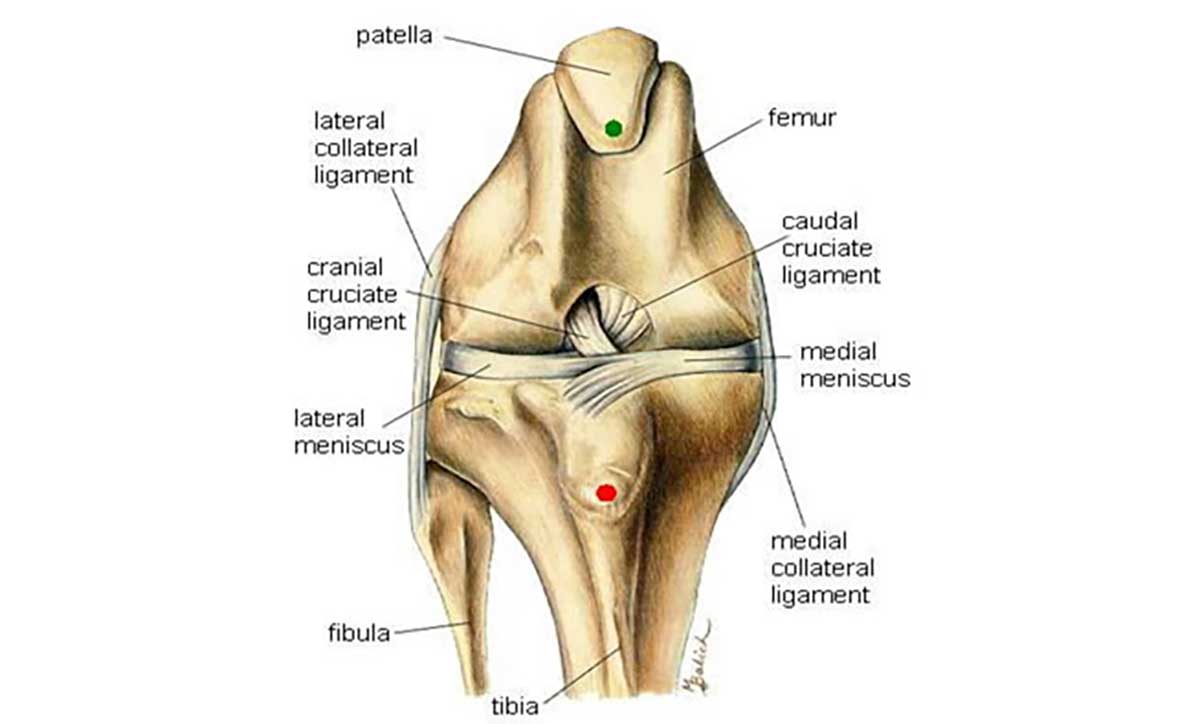 Cruciate Ligament Disease Berwick Springs Veterinary Hospital